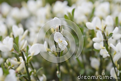 Broom White Lion Stock Photo