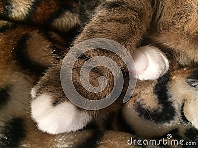 Brother and Sister Cats paws together Stock Photo