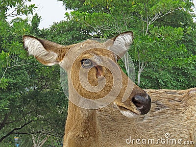 Brow-antlered deer Stock Photo