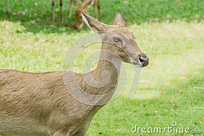 Brow-antlered deer Stock Photo