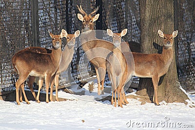 Brow-antlered deer Stock Photo