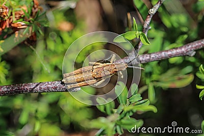 Brown adult male of endemic locust Pyrgomorphella serbica Stock Photo