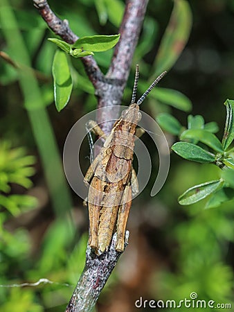 Brown adult male of endemic locust Pyrgomorphella serbica Stock Photo