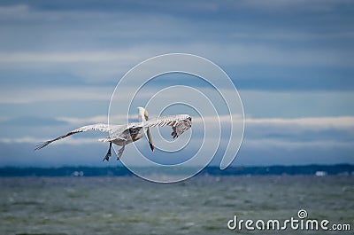 Brown adult pelican in flight over ocean Stock Photo