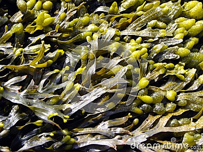 Brown algae, fucus Stock Photo