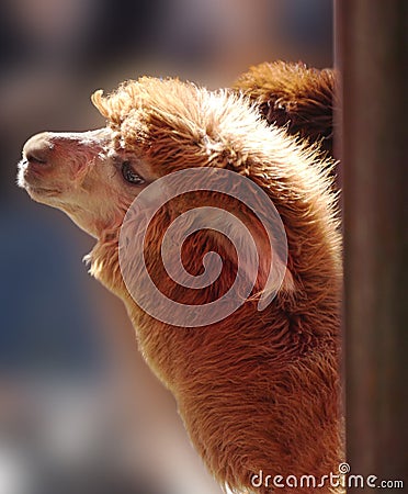 Brown Alpaca Stock Photo