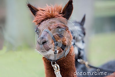 Brown alpaca portrait Stock Photo