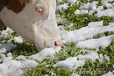 A brown alpine cow in a green pasture covered with snow in Dolomites area Stock Photo