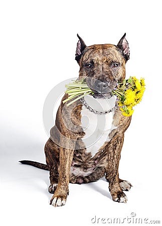 Brown American Staffordshire Terrier dog with cropped ears posing with a yellow dandelions bouquet. Isolate on white Stock Photo