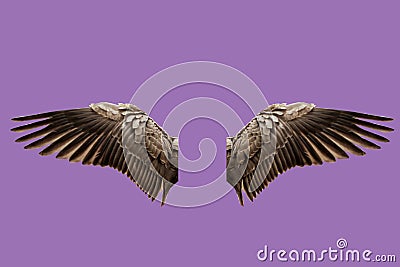 Brown angel wings, isolate on a lilac background for the designer, the concept of take-off, soar in dreams, mocap insert a person Stock Photo