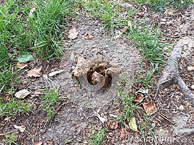 Brown animal feces or dung or poop and dirt Stock Photo