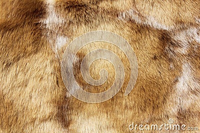Brown animal fur close up Stock Photo
