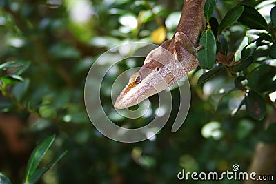 Brown Anole Stock Photo