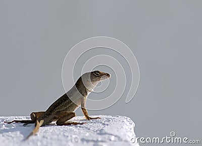 Brown anole Stock Photo