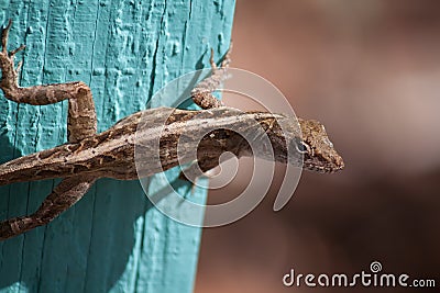 Brown Anole Lizard Stock Photo