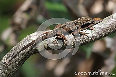 Brown Anole Lizards (Anolis sagrei) Stock Photo