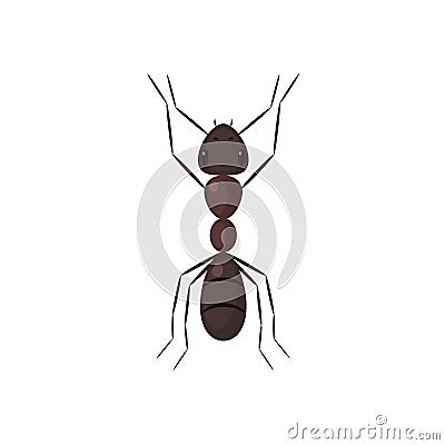 Brown ant top view Vector Illustration