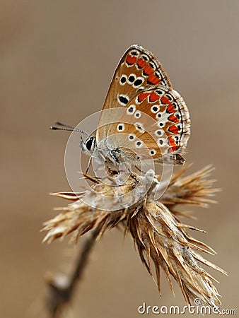 Brown argus Stock Photo