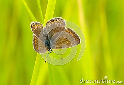 Brown Argus butterfly Stock Photo