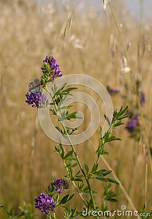 Brown Argus Butterfly on Alfalfa flowers Stock Photo