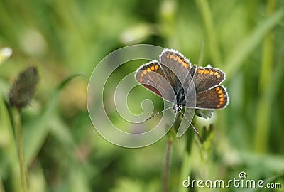 A Brown Argus Butterfly, Aricia agestis, nectaring on a daisy flower in springtime in the UK. Stock Photo