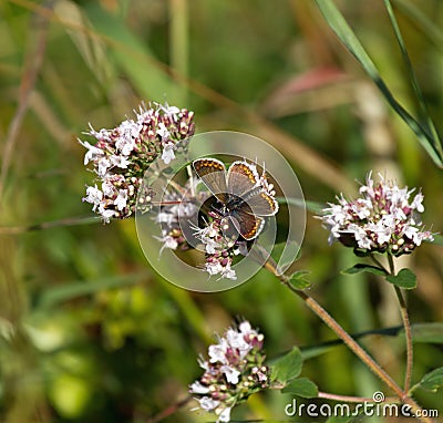 Brown Argus Butterfly Stock Photo