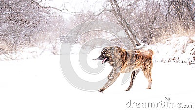 Brown Asian shepherd in winter day during snow Stock Photo