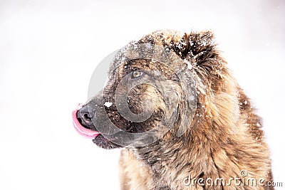 Brown Asian shepherd in winter day during snow Stock Photo