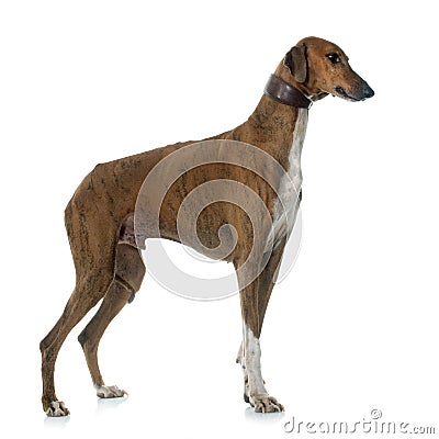 Brown azawakh hound Stock Photo