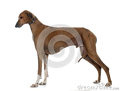 Brown azawakh hound Stock Photo