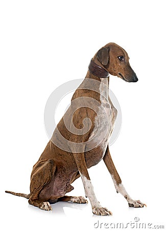 Brown azawakh hound Stock Photo