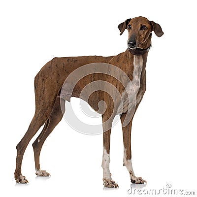 Brown azawakh hound Stock Photo