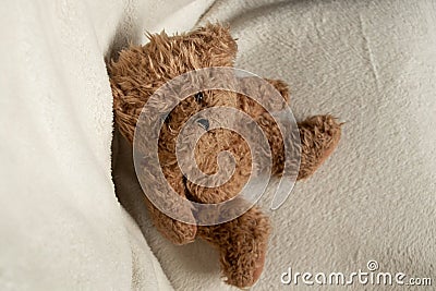 brown baby teddy bear sits on a white chair and looks up Stock Photo