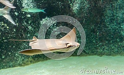 Brown back and wings of swimming Cownose ray Stock Photo