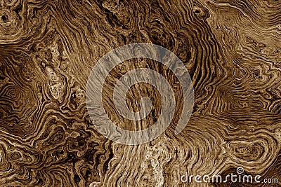 Brown background with tree root pattern Stock Photo