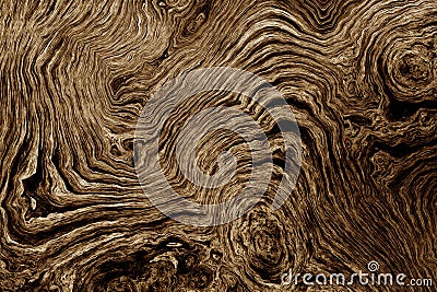 Brown background with tree root pattern Stock Photo