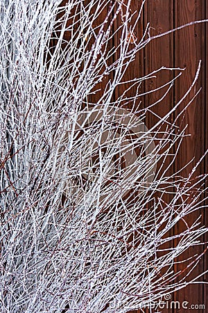 Brown background of wooden vertical boards with white branches on the left Stock Photo