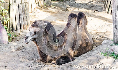Brown bactrian camel with two hunches sitting down and resting in the sand Stock Photo