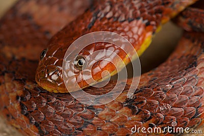 Brown-banded water snake Helicops angulatus Stock Photo