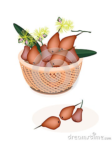 Brown Basket of Red Water Apple Vector Illustration