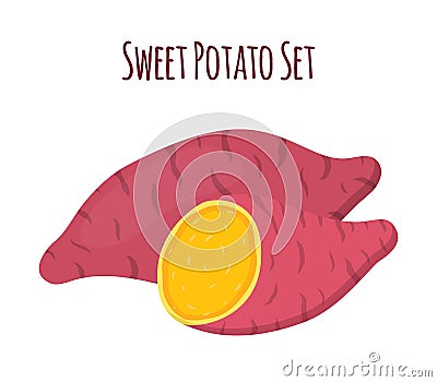 Brown batat, sweet potato and slices. Organic healthy vegetable Vector Illustration