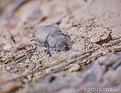 Brown batle on dry soil Stock Photo