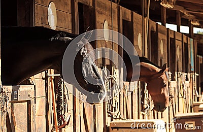 Brown bay horse view out the stable in a barn Stock Photo