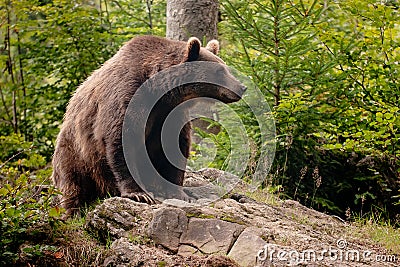 Brown bear Stock Photo