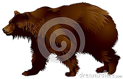 Brown bear Vector Illustration