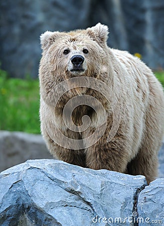 Brown Bear Stock Photo