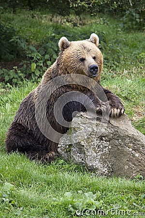 Brown bear Stock Photo