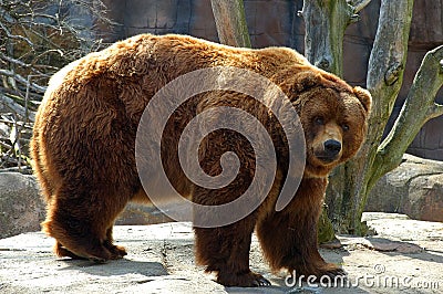 Brown bear Stock Photo