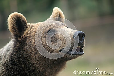 Brown Bear Stock Photo