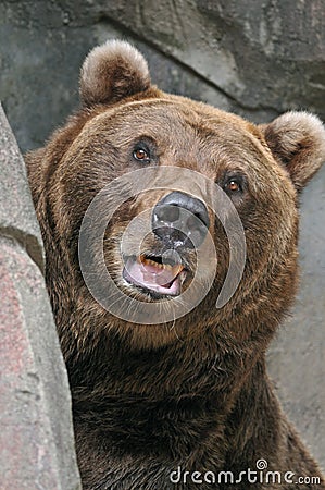 Brown Bear Stock Photo